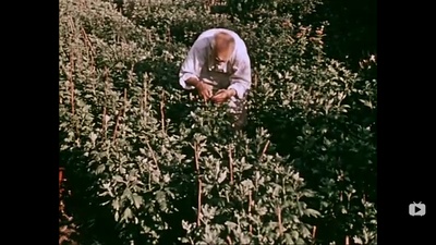 关于一朵花的歌剧照的剧照