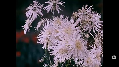 关于一朵花的歌剧照的剧照