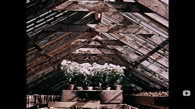 关于一朵花的歌剧照的剧照