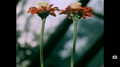 关于一朵花的歌剧照的剧照