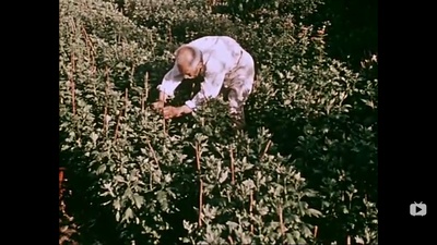 关于一朵花的歌剧照的剧照