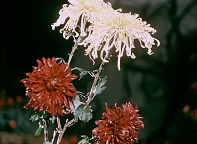 关于一朵花的歌剧照的剧照