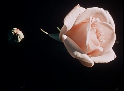 关于一朵花的歌剧照的剧照