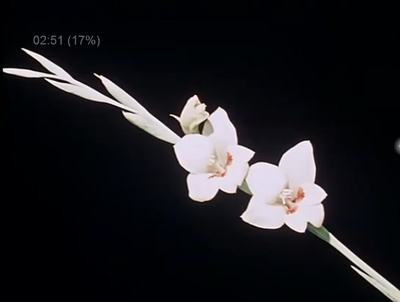 关于一朵花的歌剧照的剧照