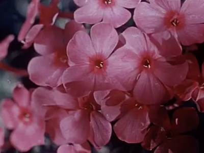 关于一朵花的歌剧照的剧照