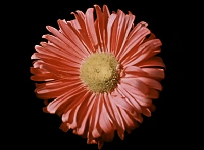 关于一朵花的歌剧照的剧照