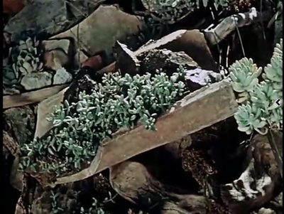 关于一朵花的歌剧照的剧照