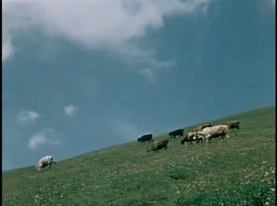 关于一朵花的歌剧照的剧照