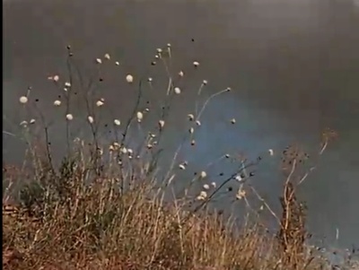 关于一朵花的歌剧照的剧照