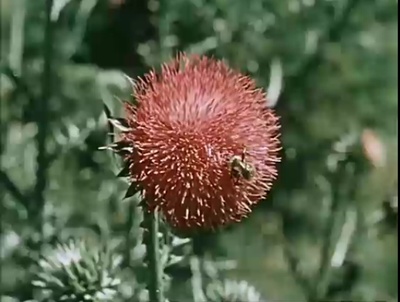 关于一朵花的歌剧照的剧照