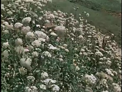 关于一朵花的歌剧照的剧照