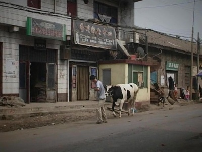 一只花奶牛剧照的剧照