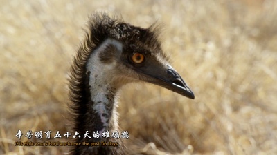 大鸟剧照的剧照