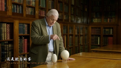 大鸟剧照的剧照