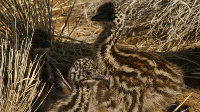 大鸟剧照的剧照