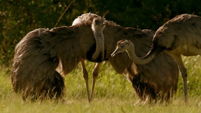 大鸟剧照的剧照