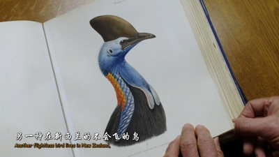 大鸟剧照的剧照