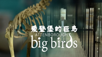 大鸟剧照的剧照