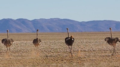 大鸟剧照的剧照