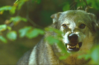 业主剧照的剧照