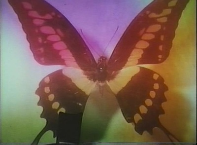 蝶服记剧照的剧照