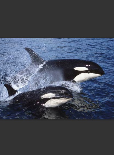 食鲨虎鲸剧照的剧照