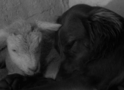 阿兰人剧照的剧照