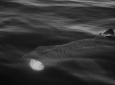 阿兰人剧照的剧照