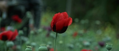 罂粟田剧照的剧照