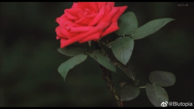 八月狂想曲剧照的剧照