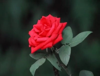 八月狂想曲剧照的剧照