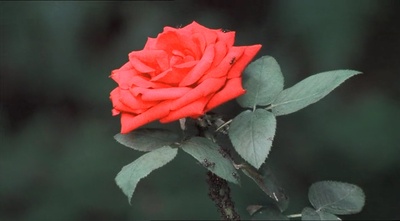 八月狂想曲剧照的剧照