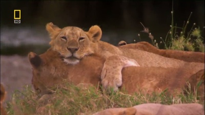 国家地理：狮王争霸剧照的剧照