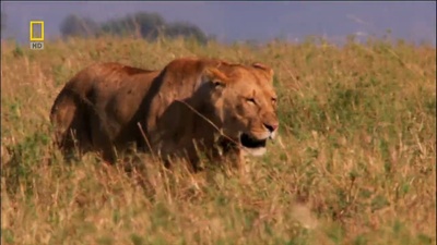 国家地理：狮王争霸剧照的剧照