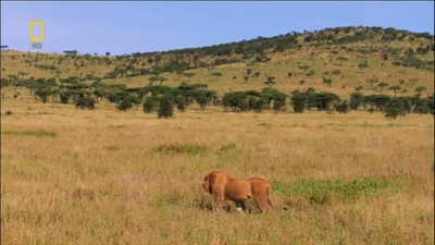 国家地理：狮王争霸剧照的剧照