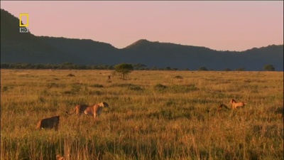 国家地理：狮王争霸剧照的剧照