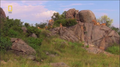 国家地理：狮王争霸剧照的剧照