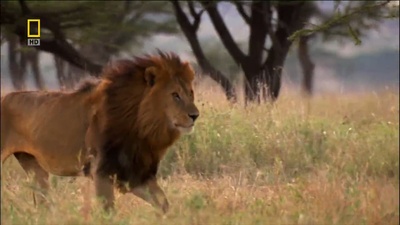 国家地理：狮王争霸剧照的剧照