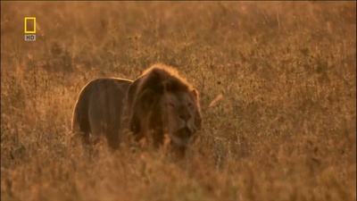 国家地理：狮王争霸剧照的剧照