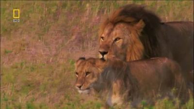 国家地理：狮王争霸剧照的剧照