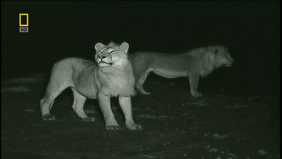 国家地理：狮王争霸剧照的剧照