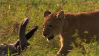 国家地理：狮王争霸剧照的剧照