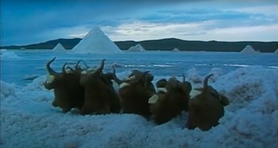 西藏:盐程万里剧照的剧照