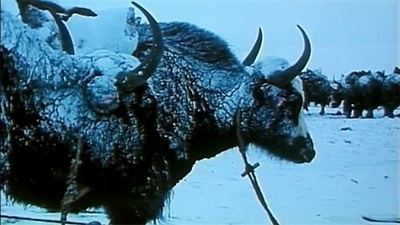 西藏:盐程万里剧照的剧照