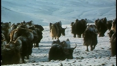 西藏:盐程万里剧照的剧照