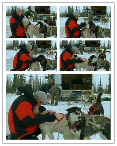 伊万·麦格雷戈探访野生北极熊剧照的剧照