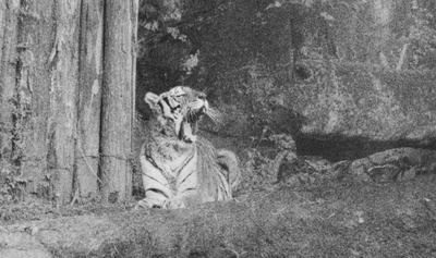 虎父的妞妞未而立剧照的剧照