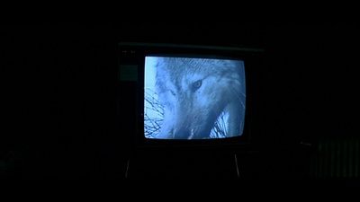 稀疏的牛群剧照的剧照