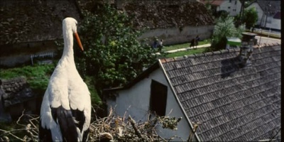 田园风光剧照的剧照