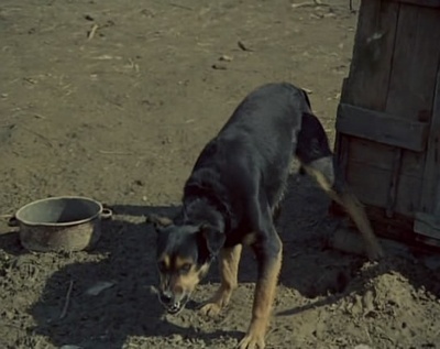 白桦树剧照的剧照